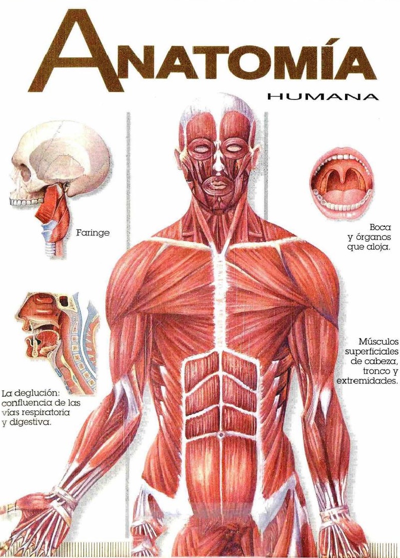 Qué es la anatomía humana